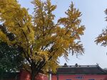 银杏树  