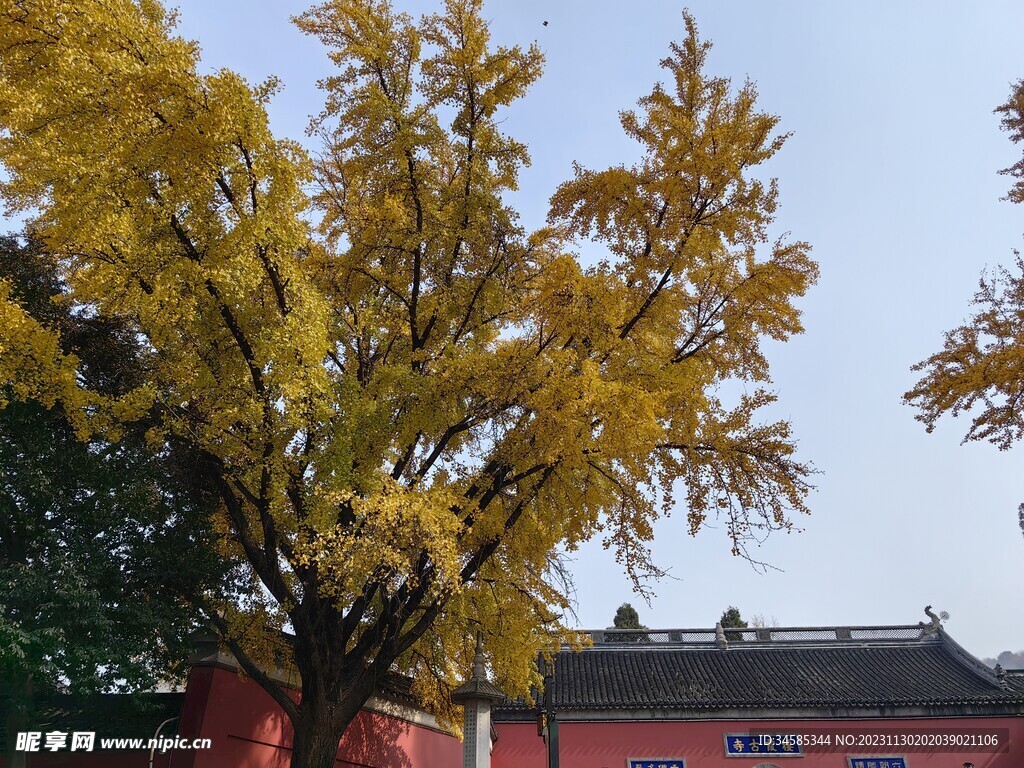 银杏树  