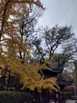 银杏树  