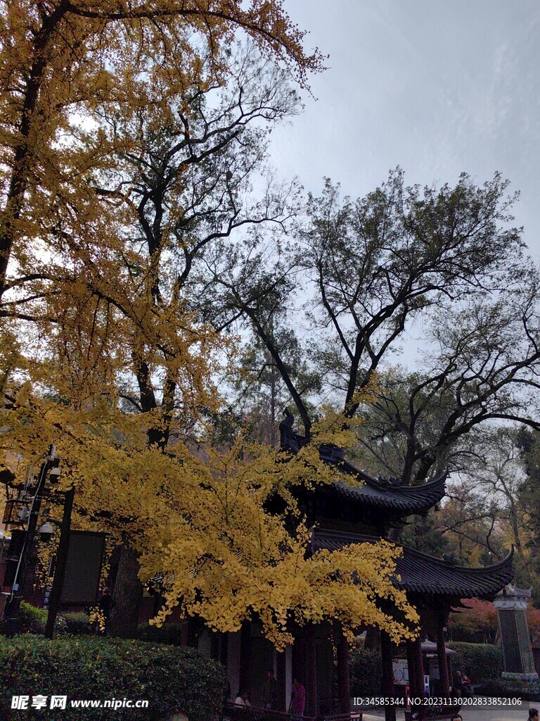 银杏树  