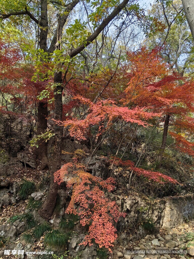 枫叶 