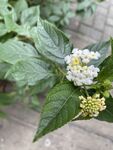 白花