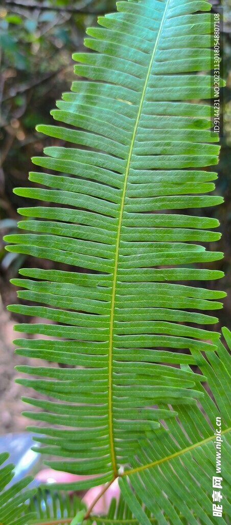  绿色 自然 植物