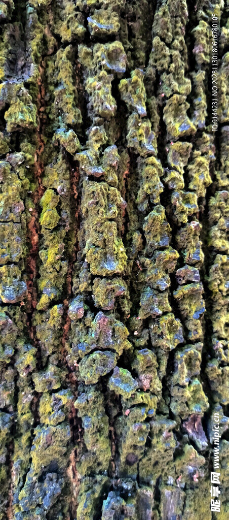 树皮 自然 裂痕