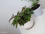 含羞草 