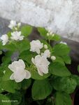 栀子花
