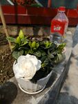 栀子花 