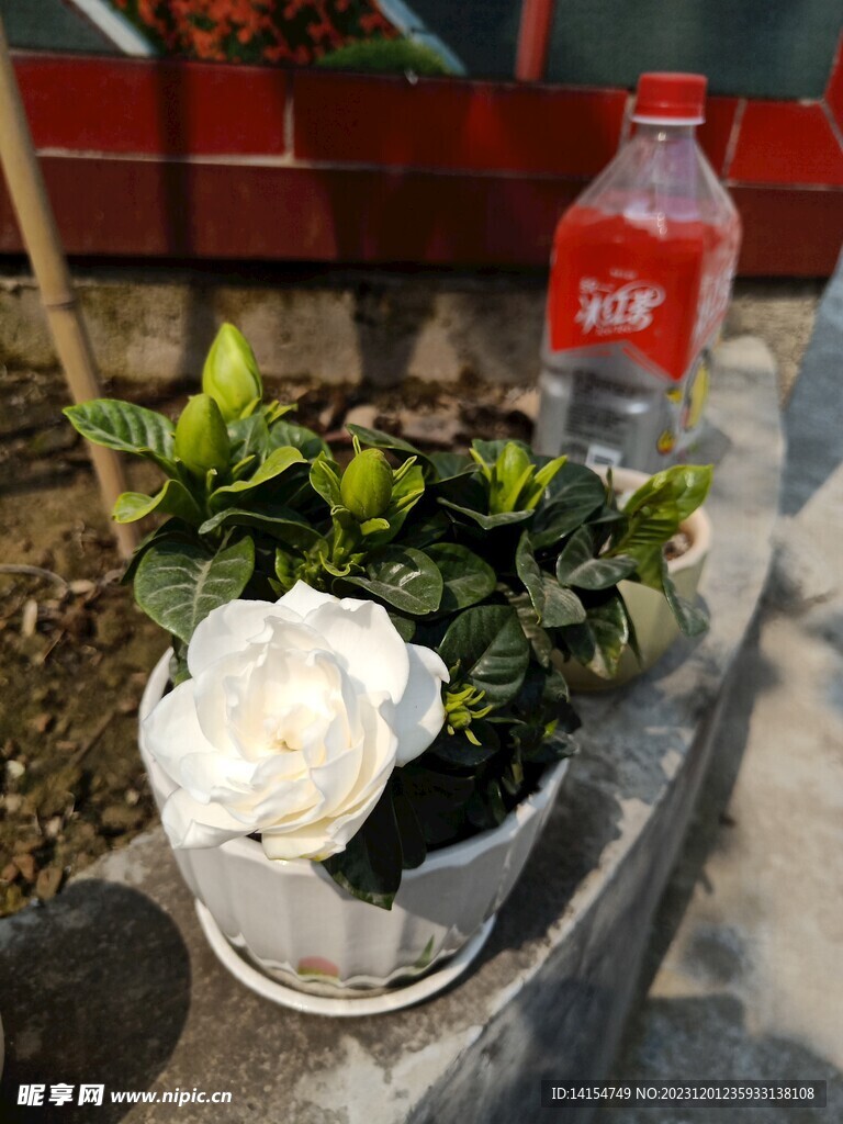 栀子花 