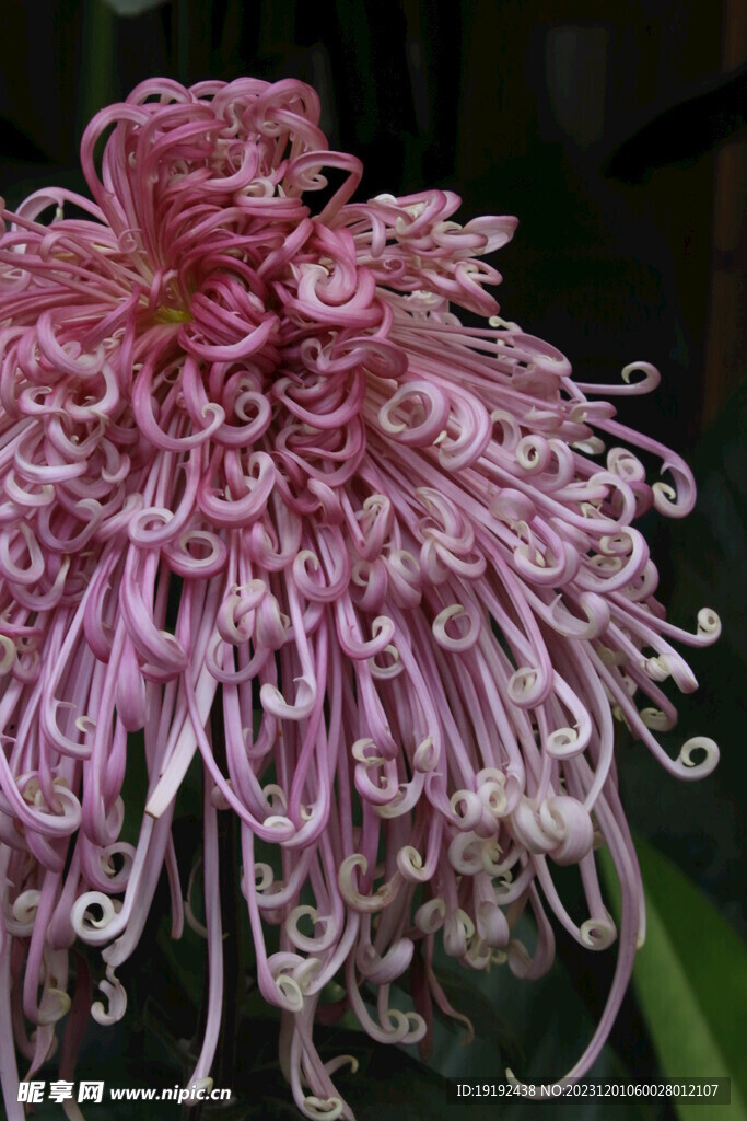 菊花 