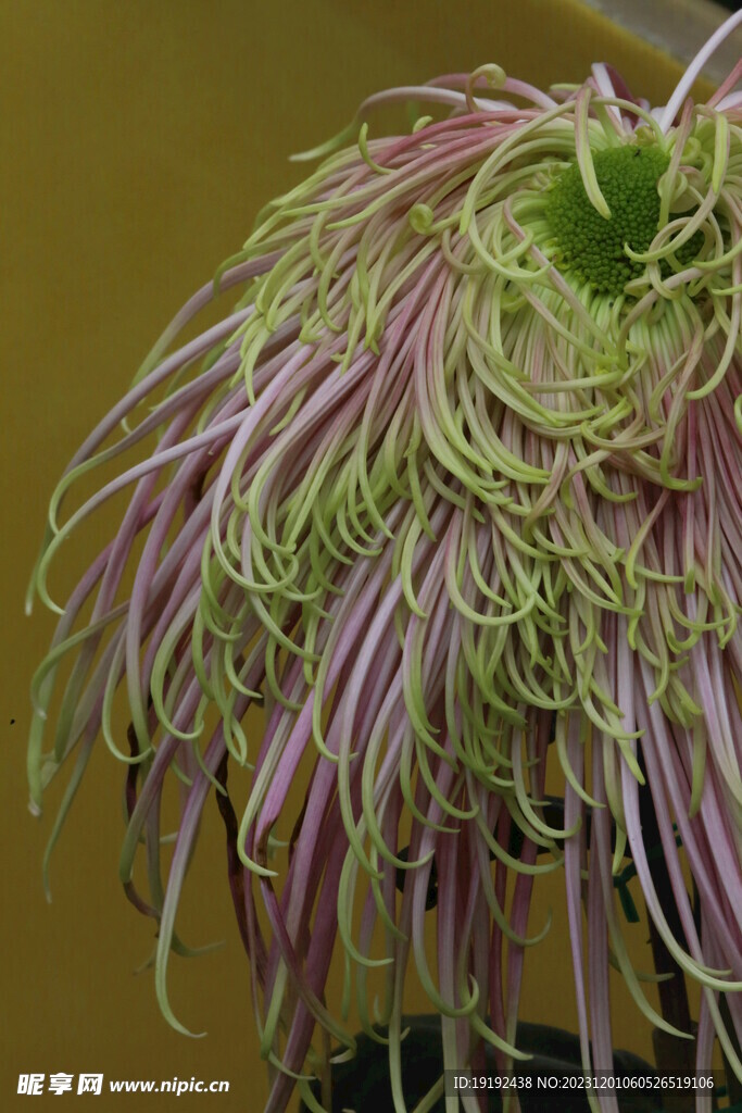 菊花  