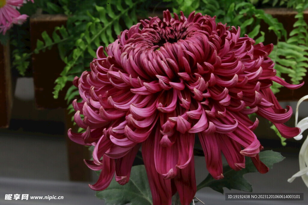 菊花