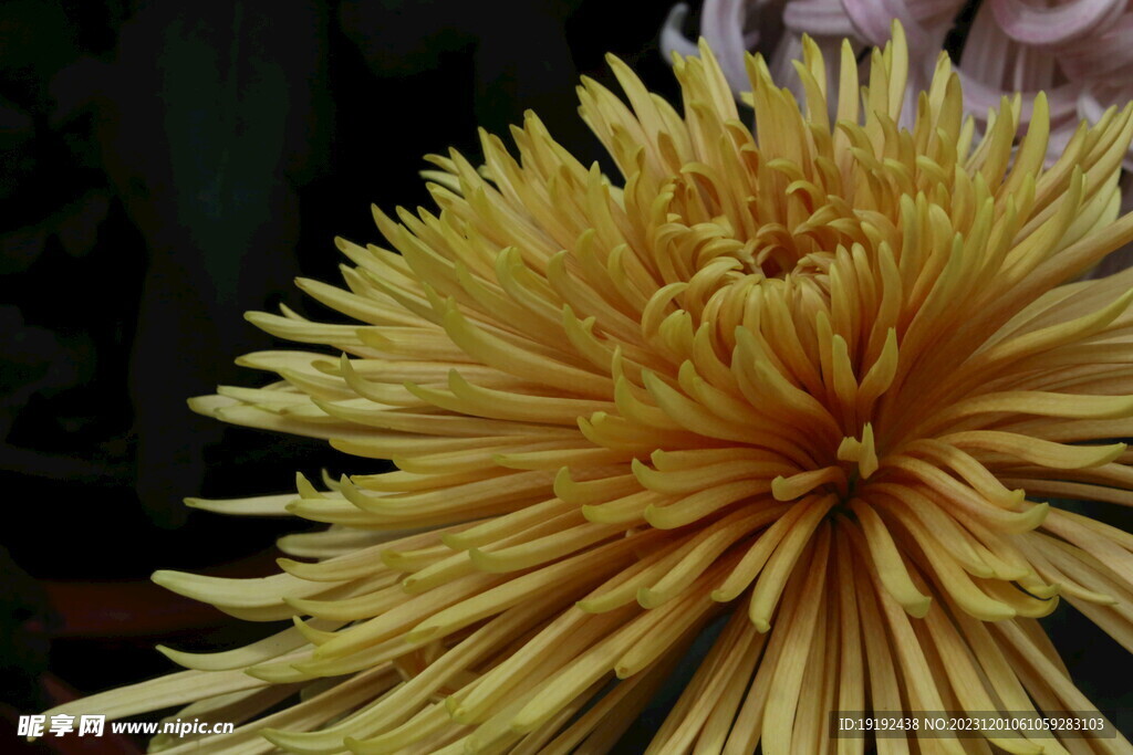 菊花