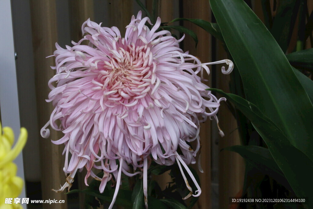 菊花 