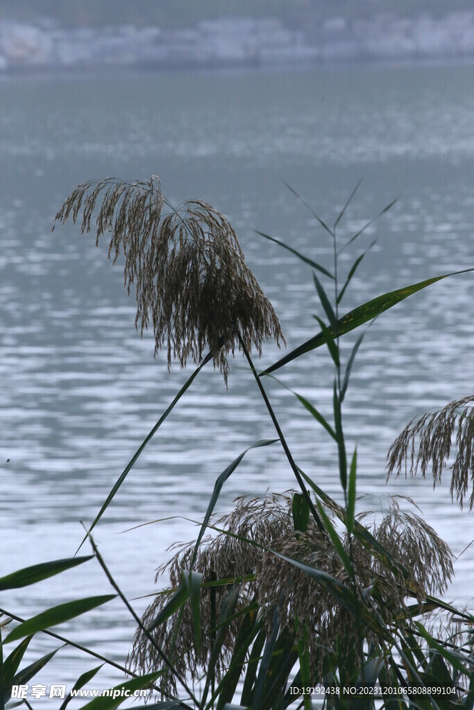 芦苇芦花 