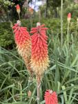火炬花
