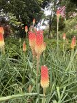 火炬花