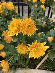 黄色菊花