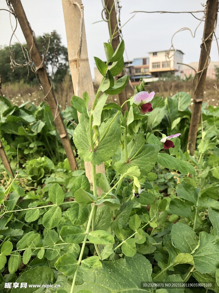 菜地豌豆苗