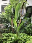 天堂鸟