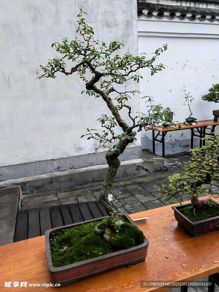 盆景