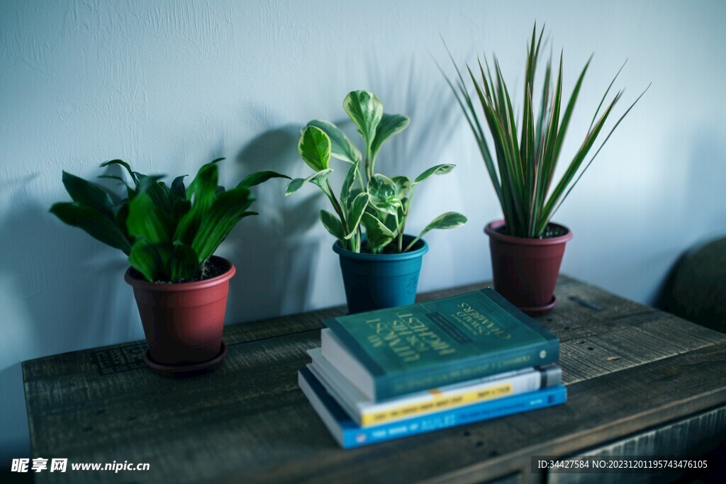 桌子上的绿植和书本