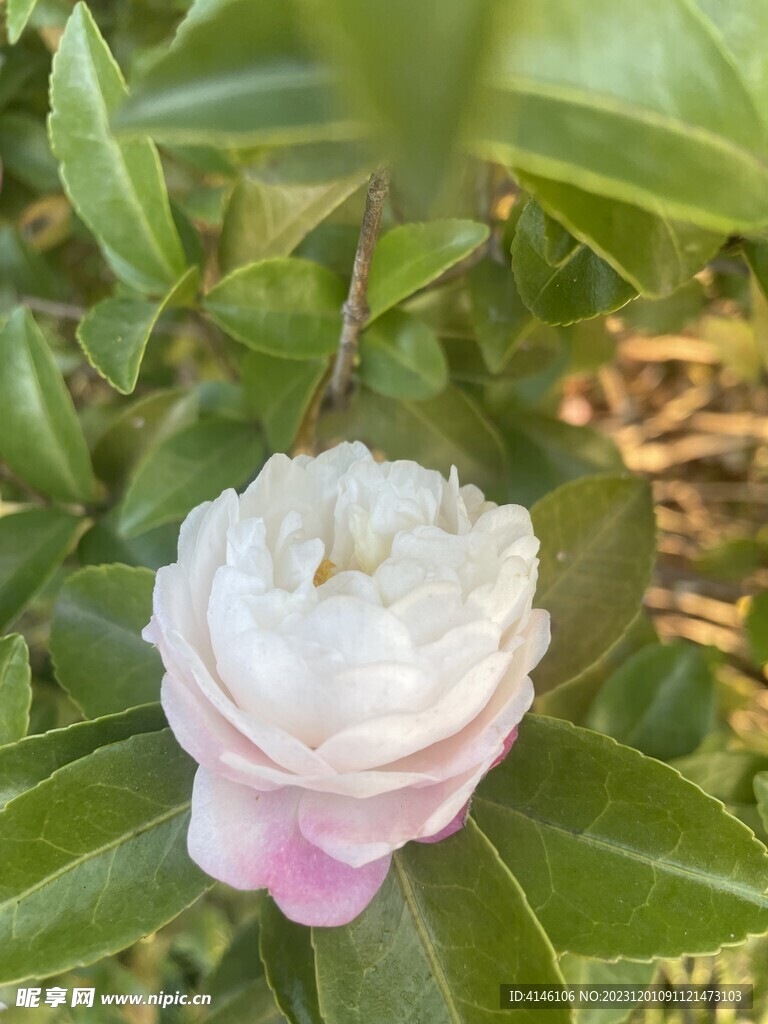 茶花