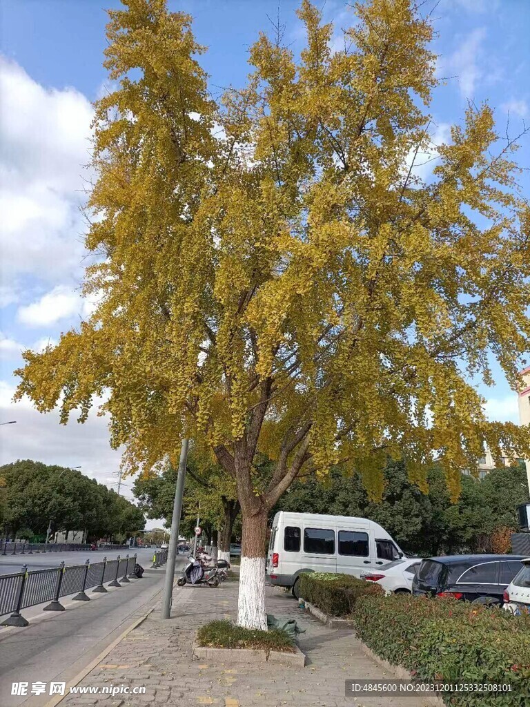 银杏树