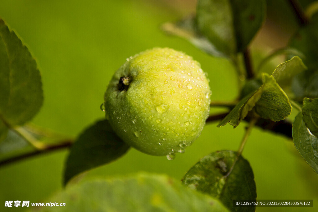 苹果