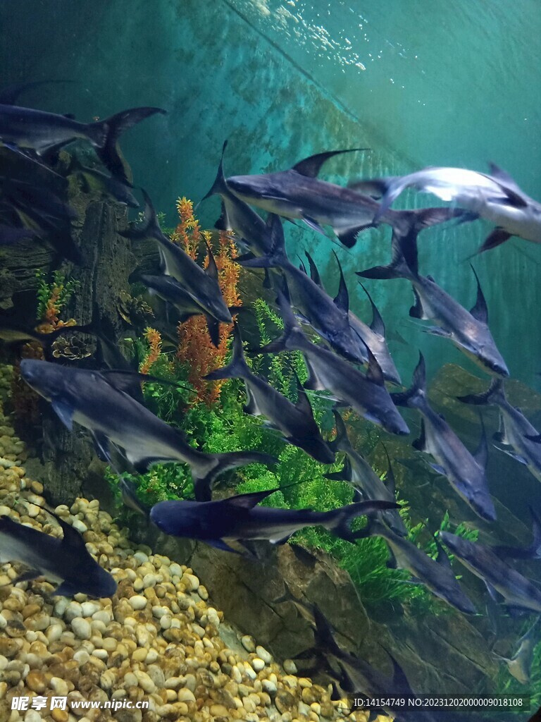 海洋馆鲨鱼
