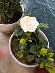 栀子花