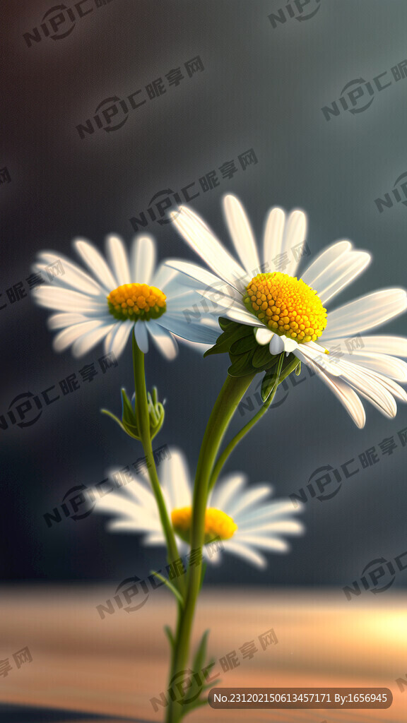 写实小雏菊