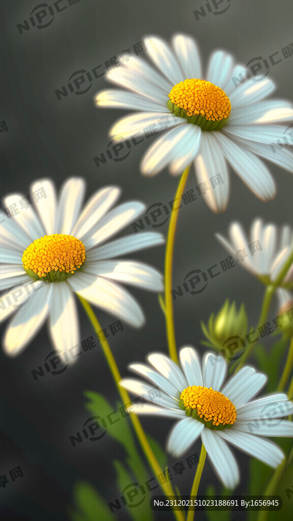写实小雏菊