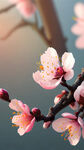 桃花写实