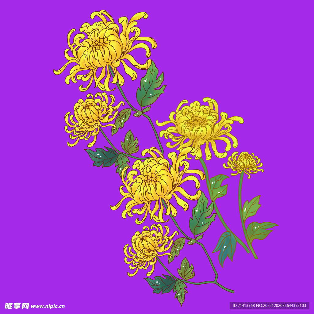 手绘菊花