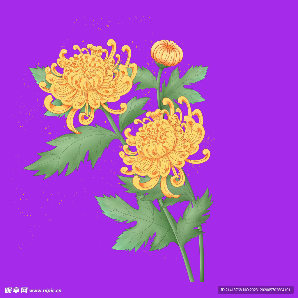 手绘菊花