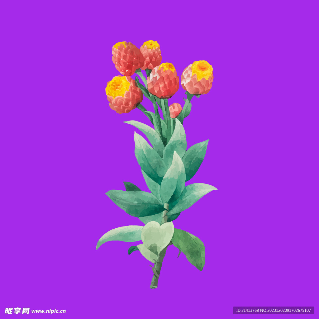 手绘郁金香 