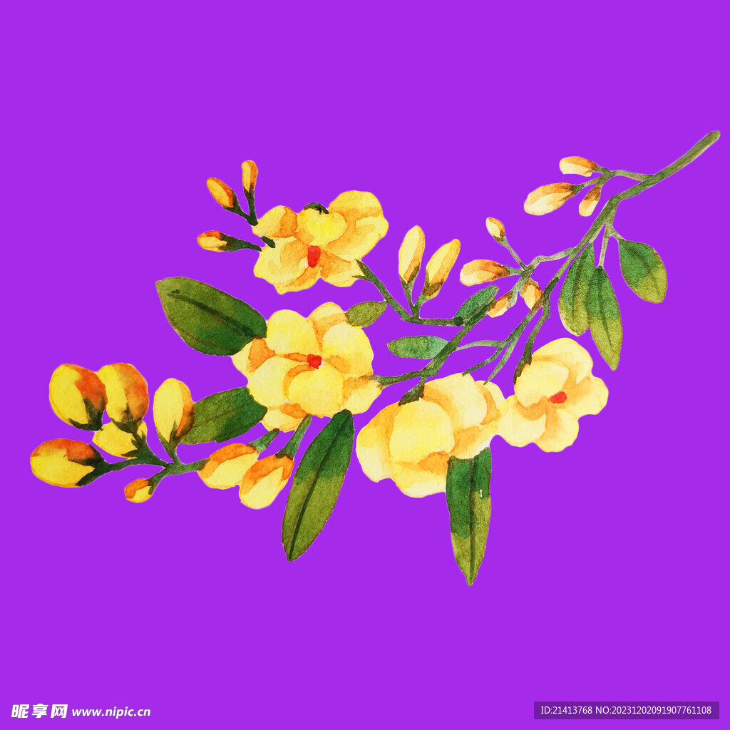 手绘油菜花 