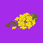 手绘油菜花 