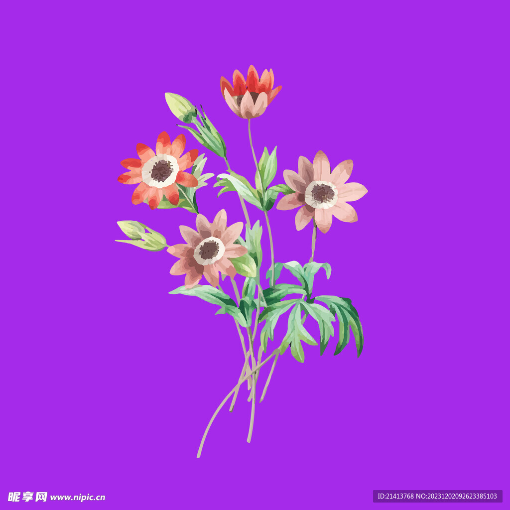 手绘小雏菊 