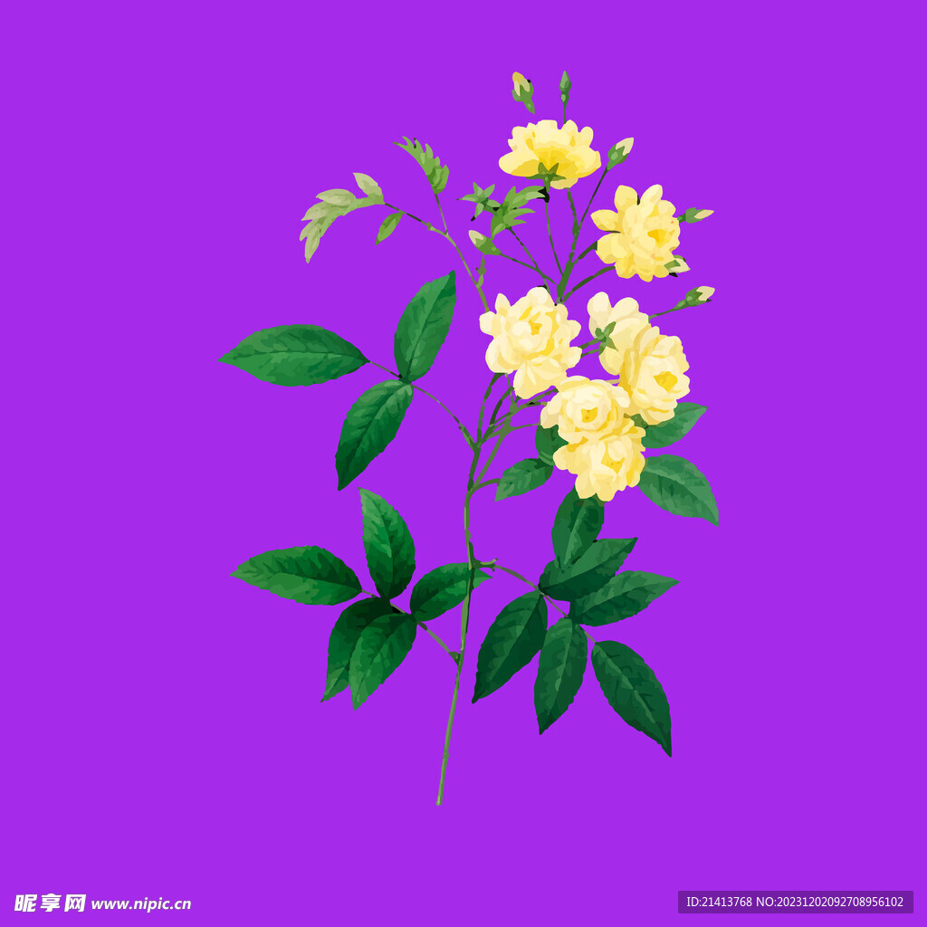 手绘小雏菊