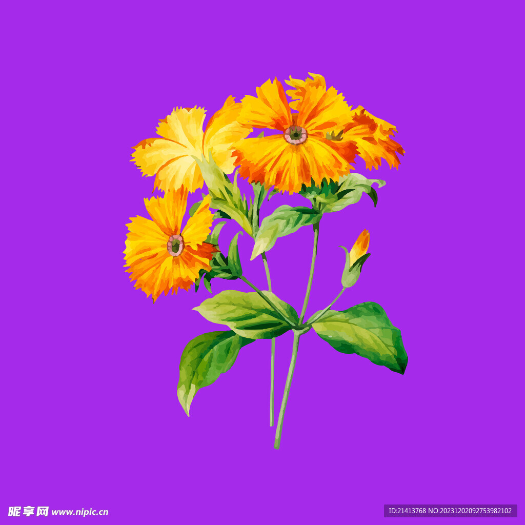 手绘小雏菊 