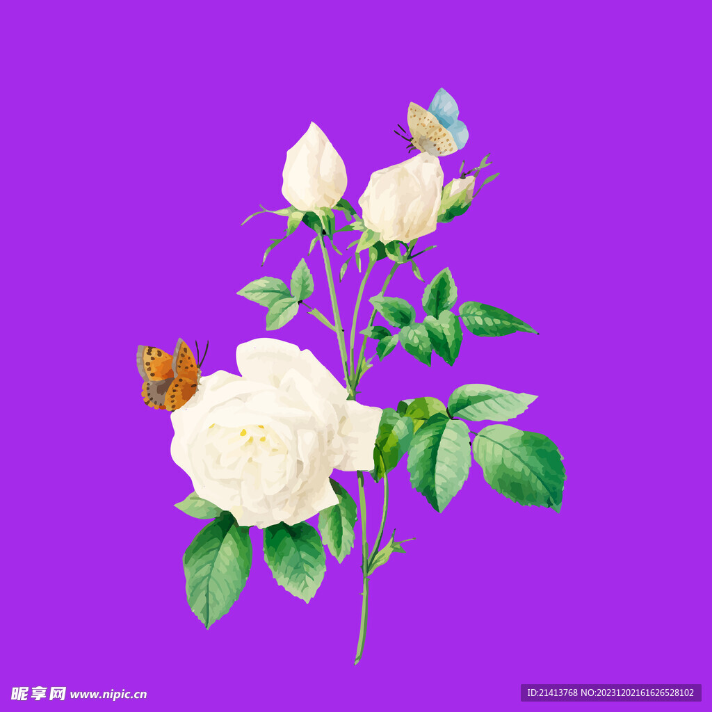 手绘月季花 