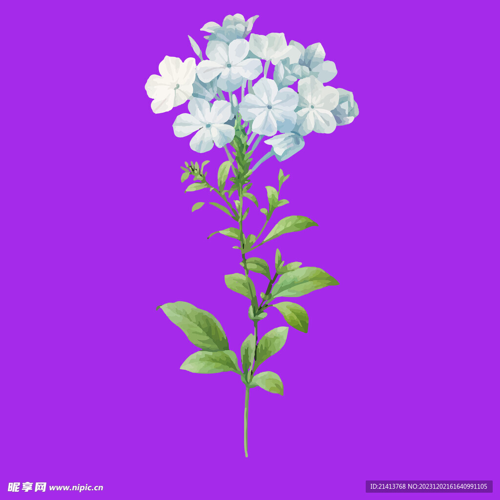 手绘鲜花花束