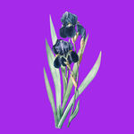 手绘鲜花花束