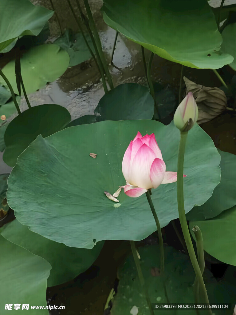 荷花