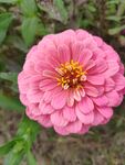 粉色的花