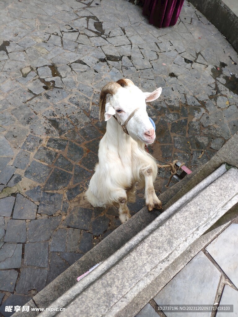 小羊
