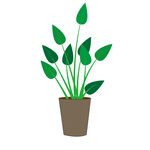 植物