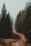 林间道路