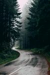 林间道路